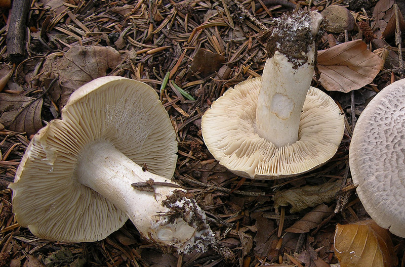 Tricholoma pardinum.